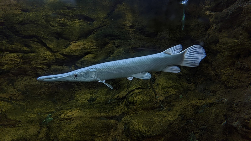 Platinum Alligator Gar