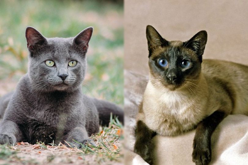 Russian Blue and Siamese cats
