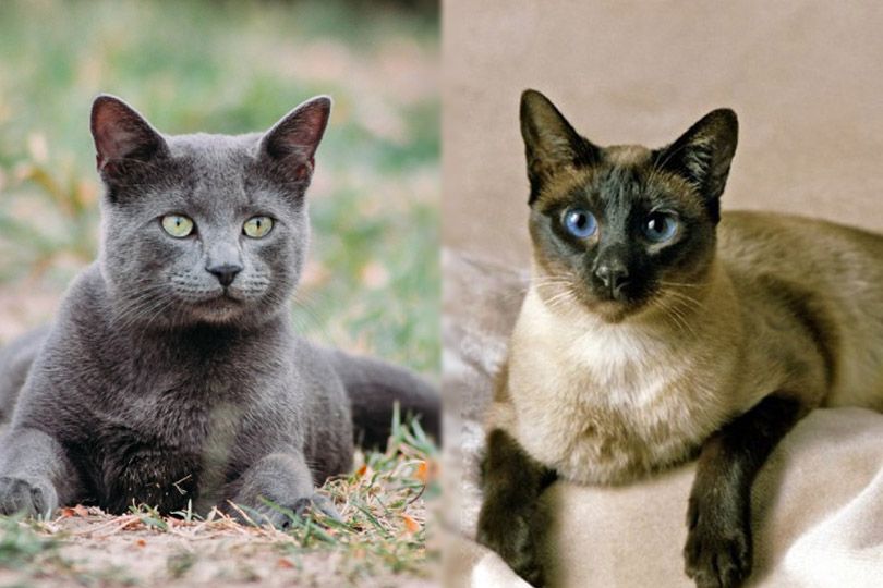 Russisch Blau neben einer Siamkatze