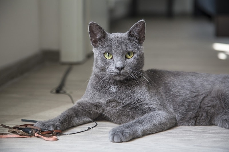 Russian Blue cat playing toys indoor