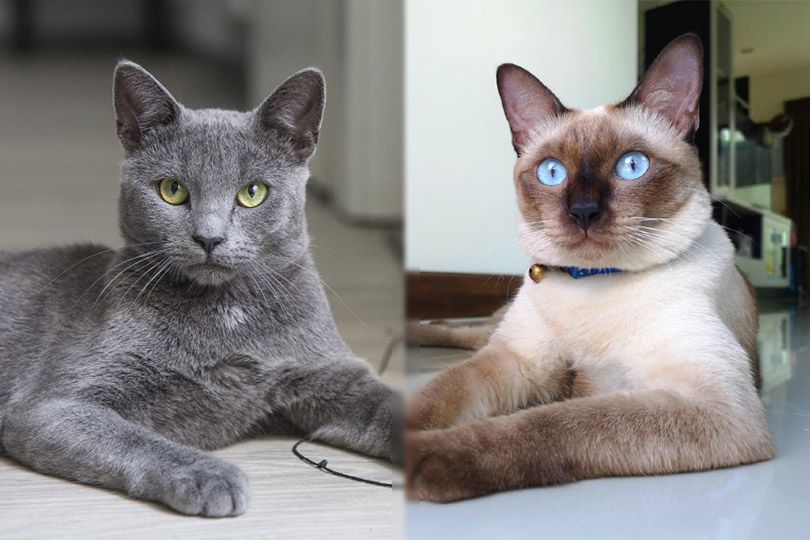 Russian Blue Siamese Cat Mix Info, Pictures, Characteristics & Facts