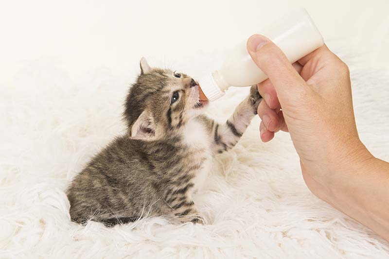Sitting three weeks old tabby kitten being hand fed with a bottle of milk on a white fur background Sitting three weeks old tabby kitten being hand fed with a bottle of milk on a white fur background