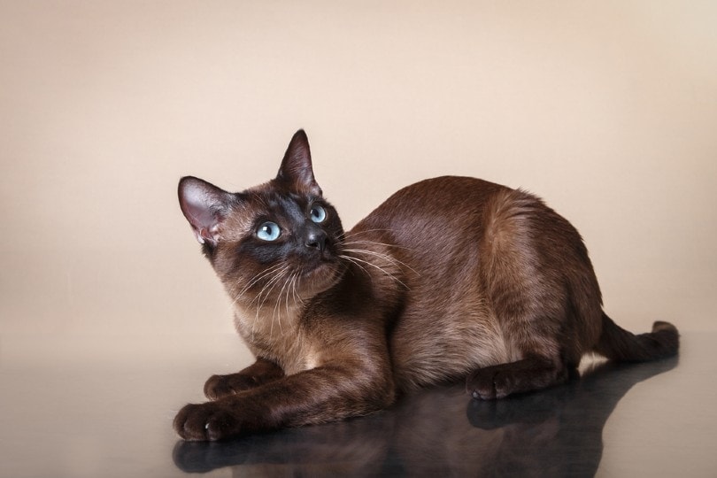 Tonkinese cat