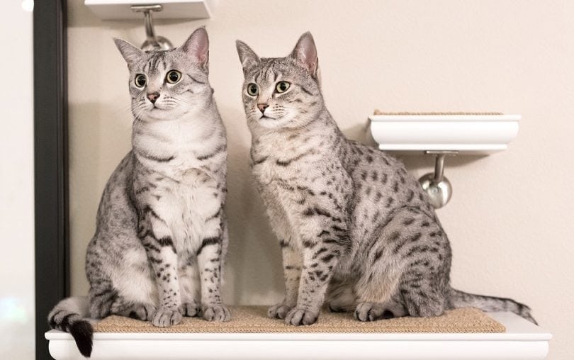 Two cute Egyptian Mau cats