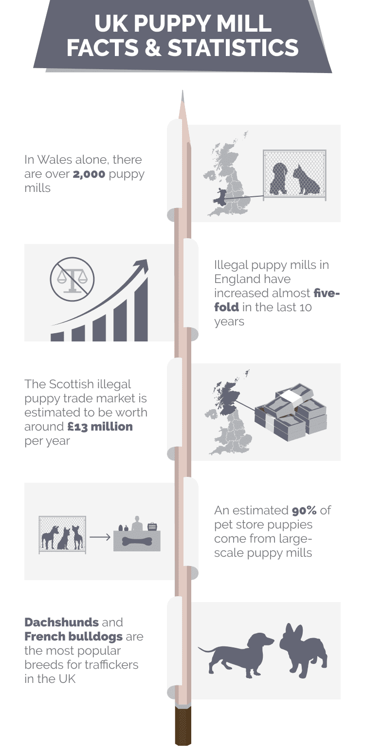 UK_PUPPY_MILL_FACTS_&_STATISTICS