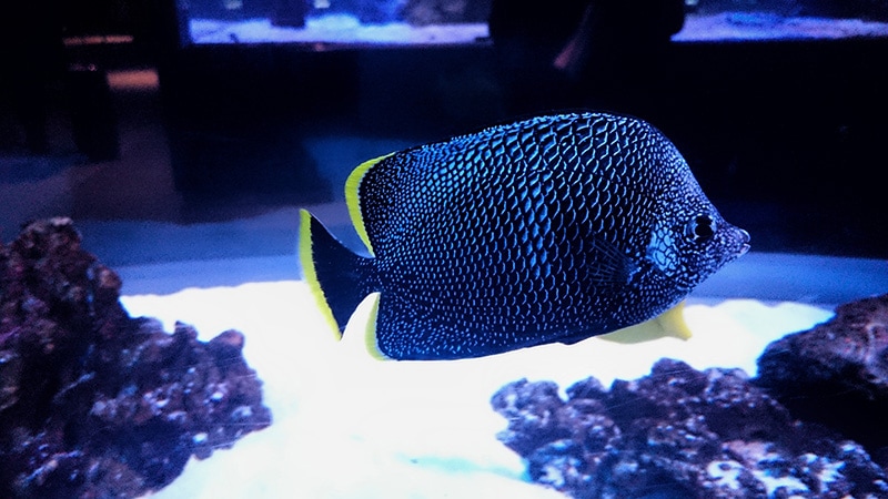 Wrought Iron Butterflyfish