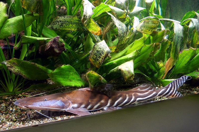 Zebra Shovelnose Catfish
