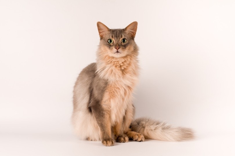 17 Small Cat Breeds: Cat Sizes and Personality Traits
