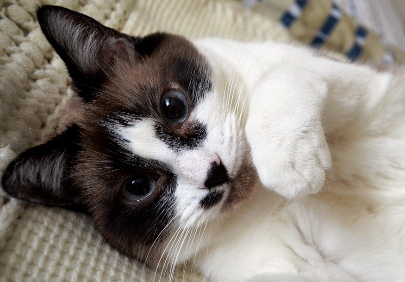 a domestic siamese mix cat