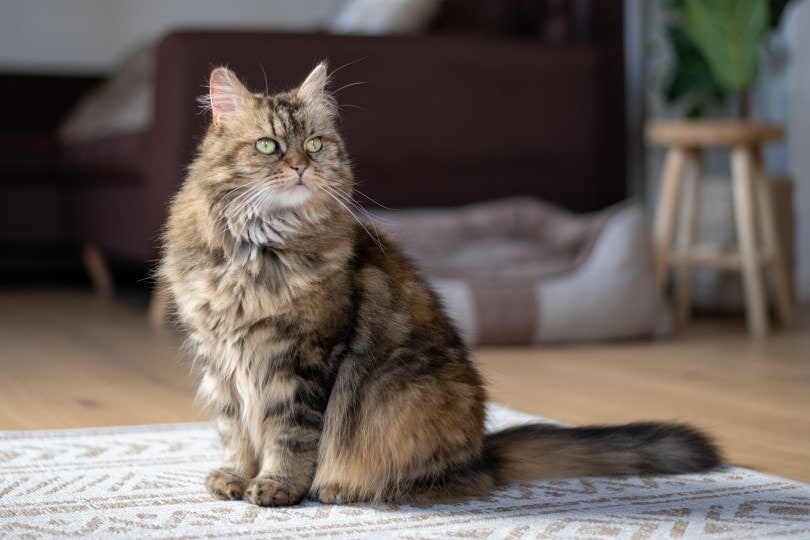 Katze sitzt auf Teppich