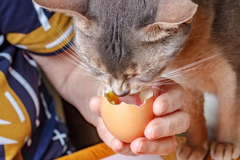 abyssinian cat an liquid yolk