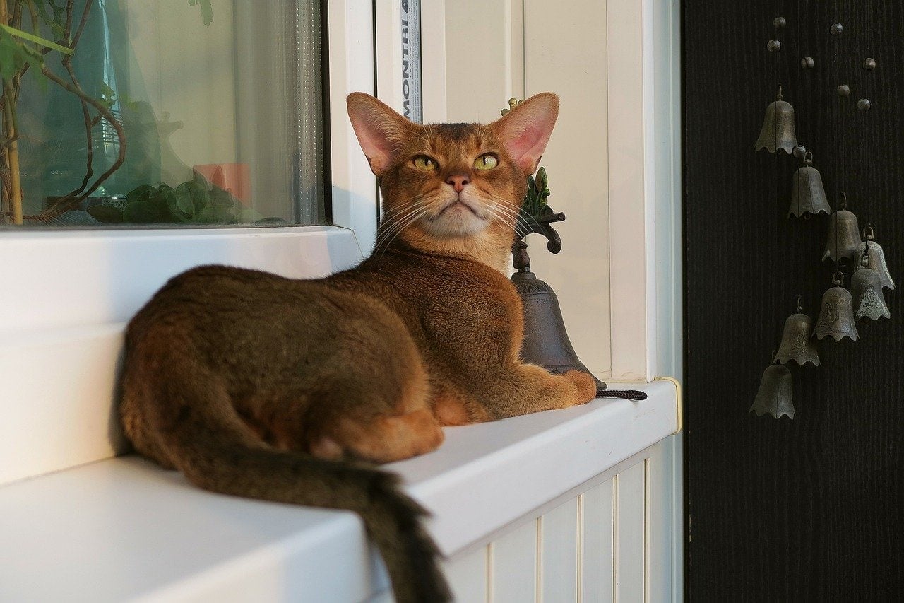 abyssinian cat by the window