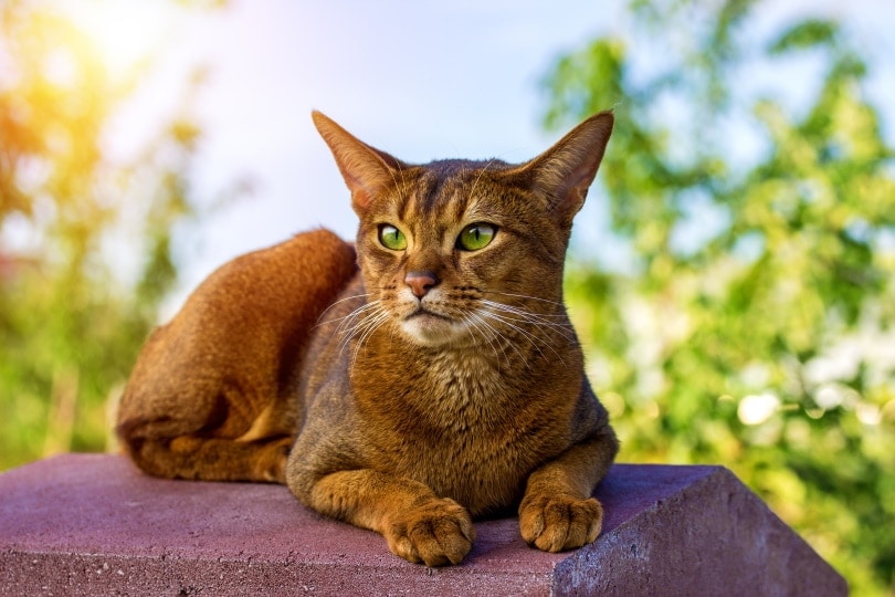abyssinian cat outdoor