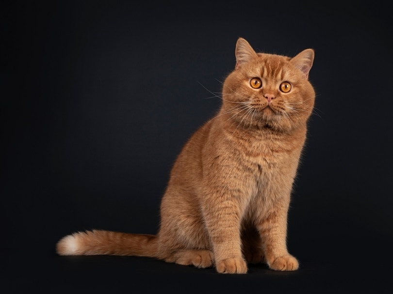 adult solid red British Shorthair