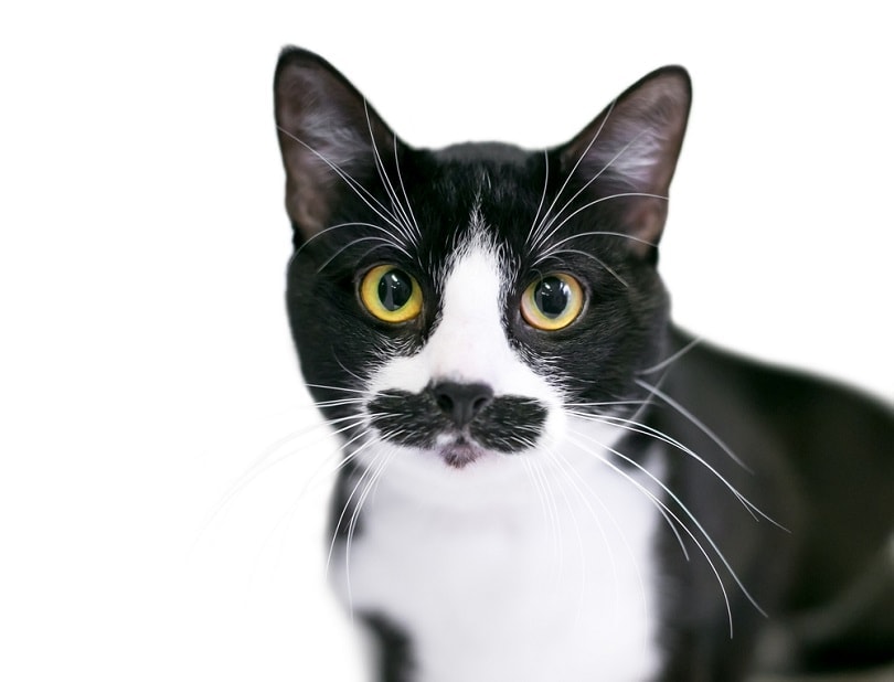 and white Tuxedo domestic shorthair mustache