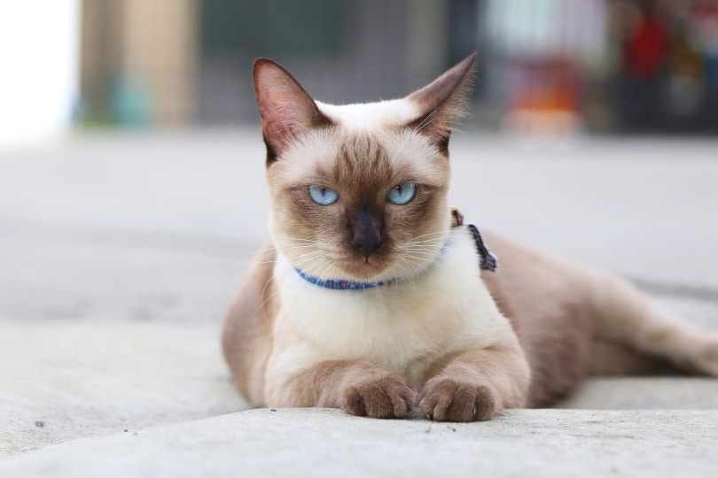 Applehead siamese shop cat breeders