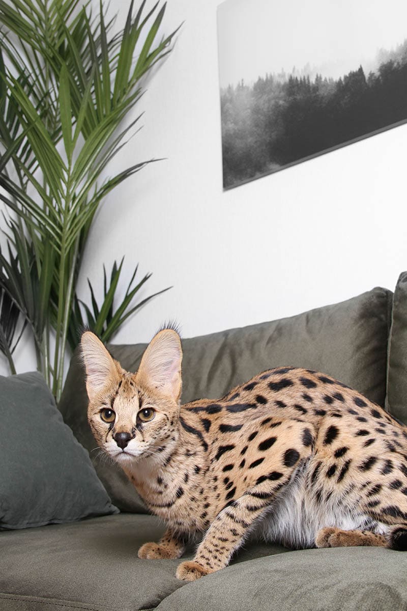 How Much Does an Ashera Cat Cost? 2024 Price Guide Hepper