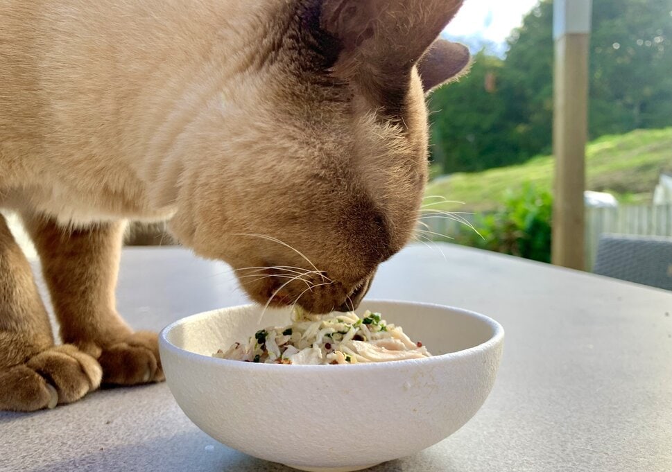 baby cat burmese eating shredded chicken and quinoa homemade cat food vet approved