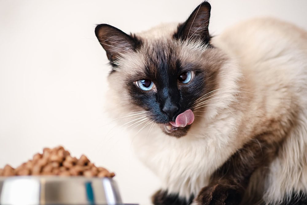 balinese cat eating