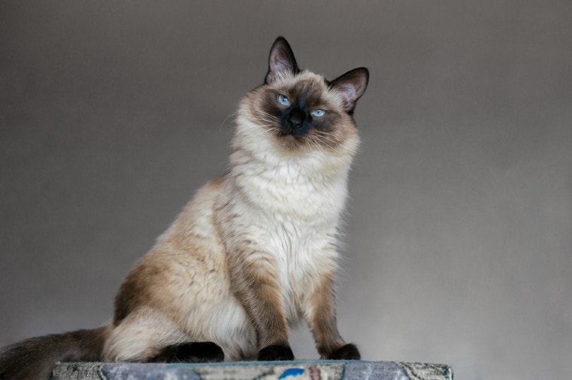 balinese cat in grey background
