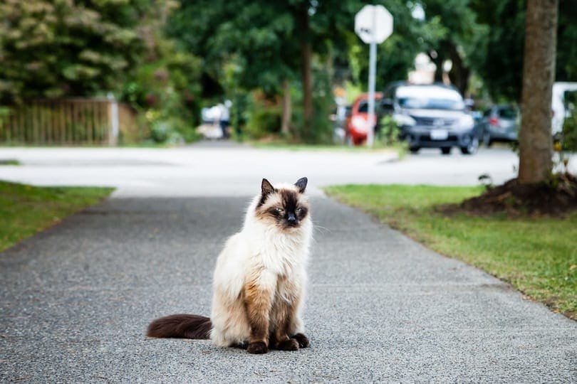 balinese cat sitting on pathway in the park