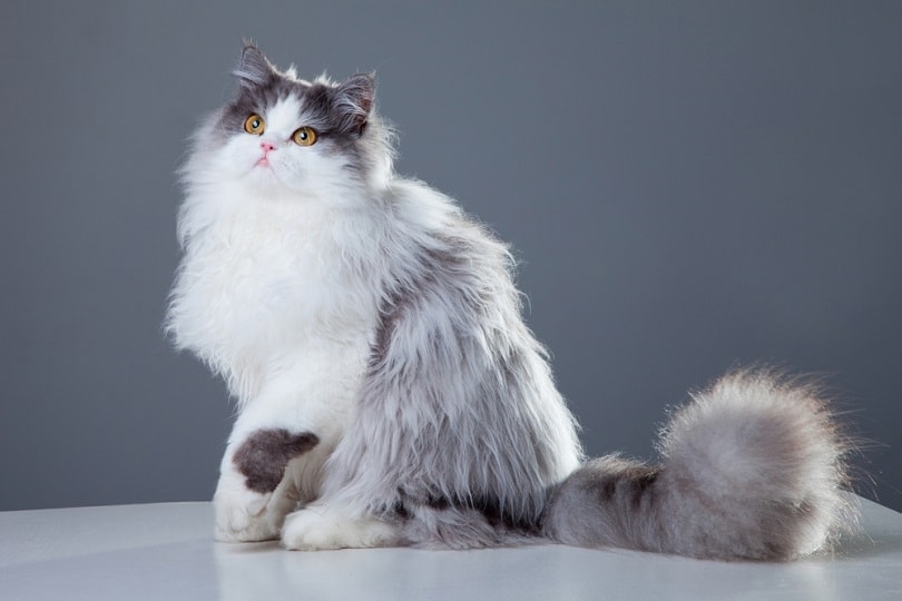 beautiful persian cat