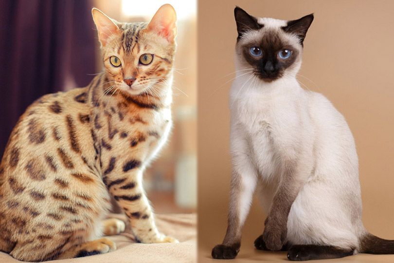 bengal and siamese cats side by side