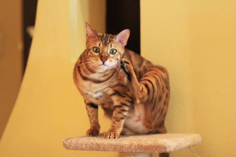 bengal cat in cat tree