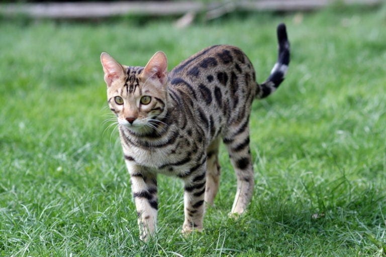 How Much Does a Bengal Cat Cost? (2021 Price Guide) Hepper