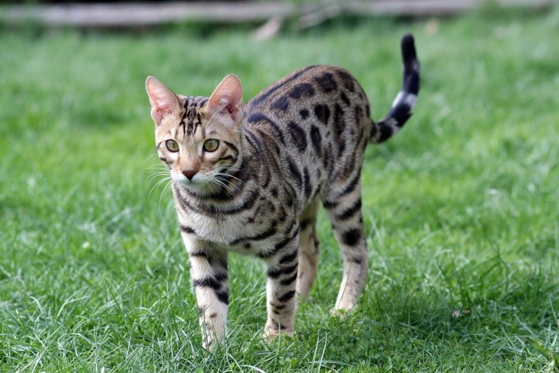 bengal cat in grass