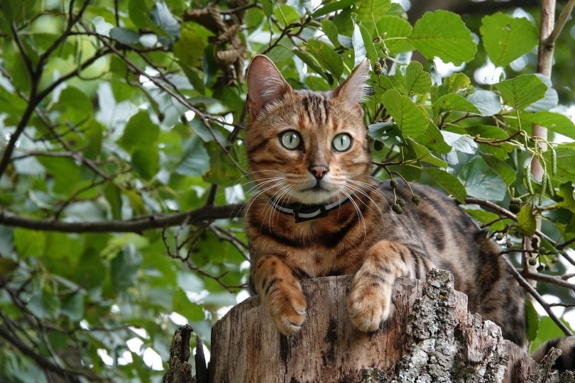 bengal cat on wood