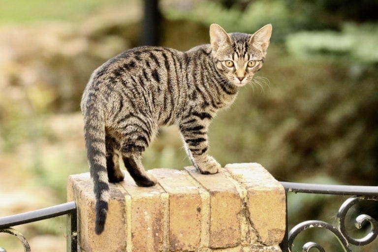 9 Spotted Cat Breeds (With Pictures) Hepper