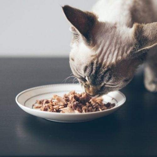 best homemade cat food with chicken