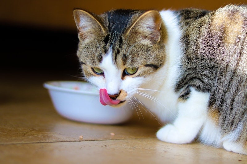 best homemade cat food