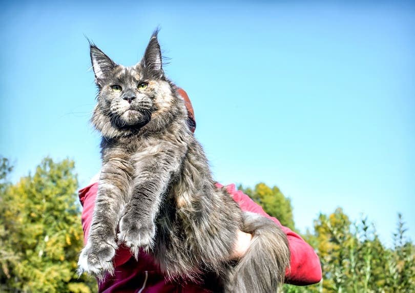 big blue maine coon cat being held by a man