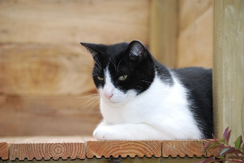 black and white cat resting in the corner