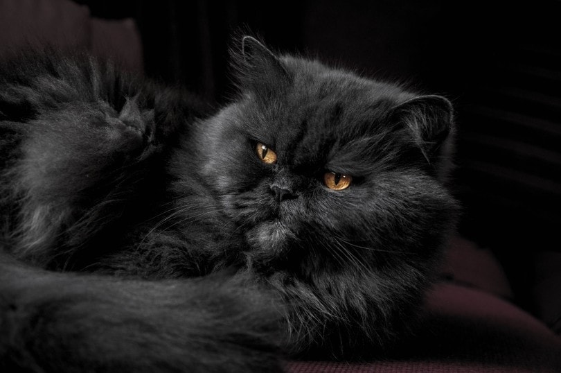 black persian cat close up