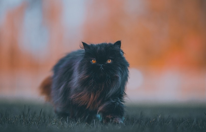 Schwarze Perserkatze läuft auf Gras