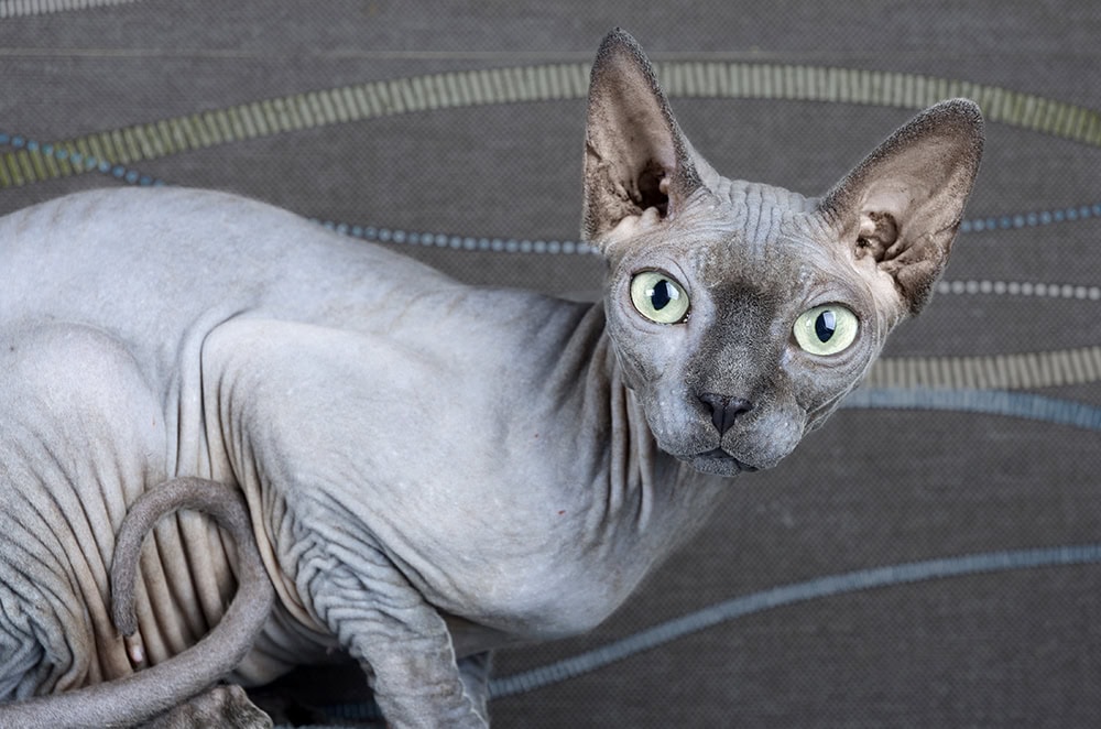 Blue Canadian Sphynx cat up close