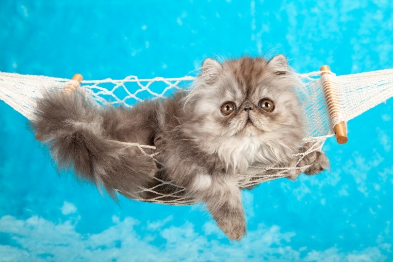 blue parsian kitten on a hammock