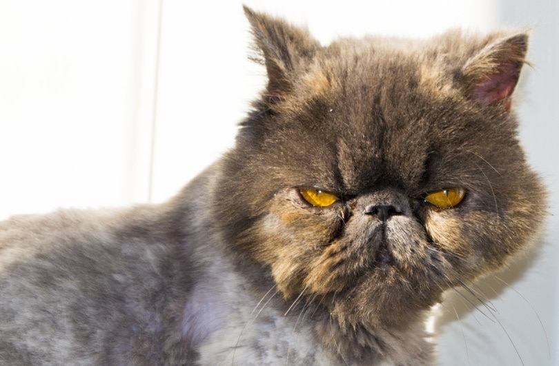 blue persian cat