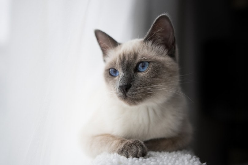 Punto azul gato siamés acostado junto a la ventana
