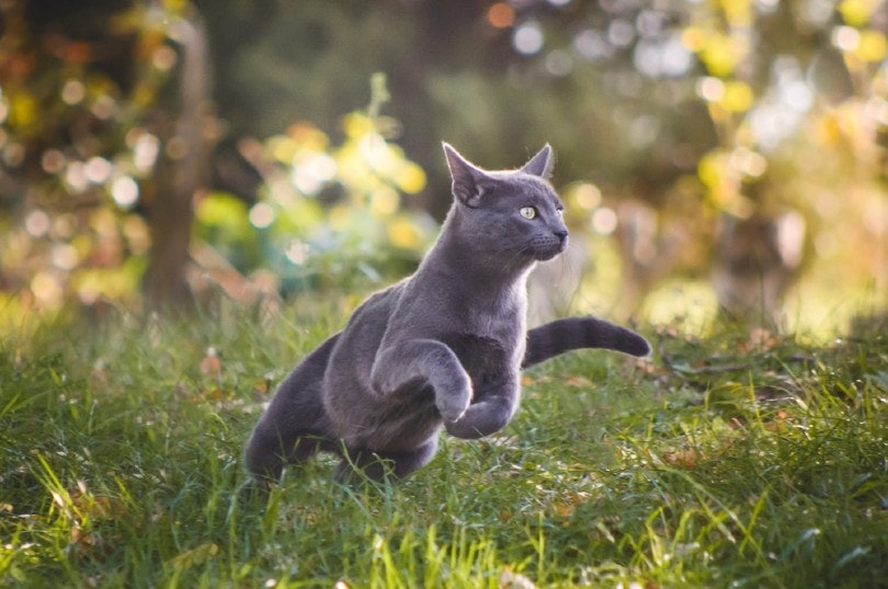 Gato gris en el pasto, saltando.