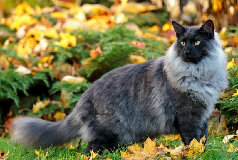 blue smoke Norwegian forest cat