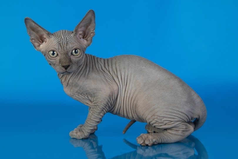 blue sphynx kitten