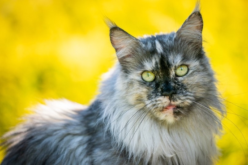 Gato de ojos verdosos mirando a cámara.