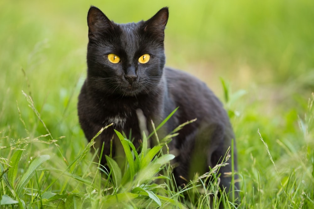 bombay cat sitting on grass outdoor