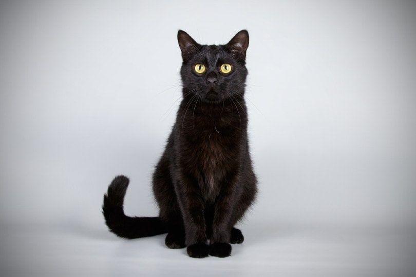 bombay cat sitting on grey background