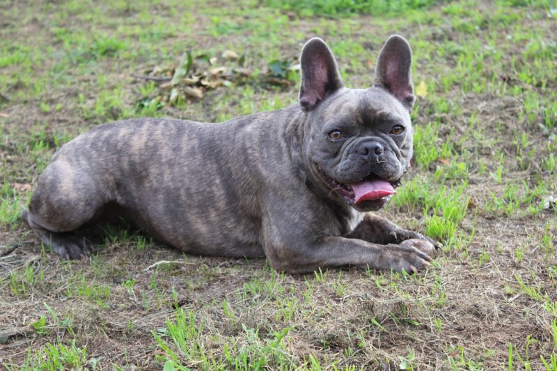 brindle french bulldog lying on the grass