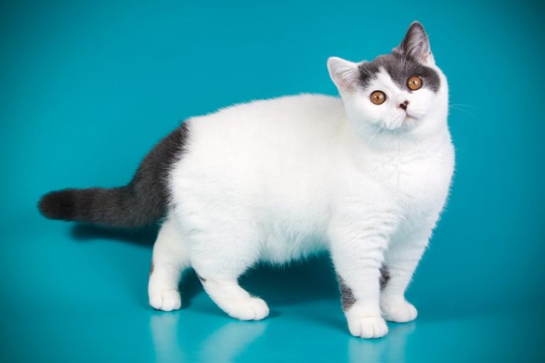 How Much Does A British Shorthair Cost 2023 Price Guide Hepper